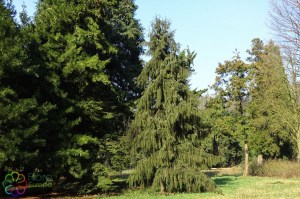 picea omorika (3).jpg_product